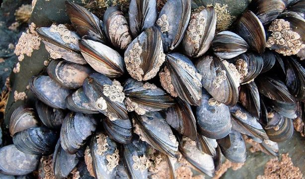 Desarrollan un adhesivo biomédico para curar heridas inspirado en los mejillones / Fuente: EuropaPress