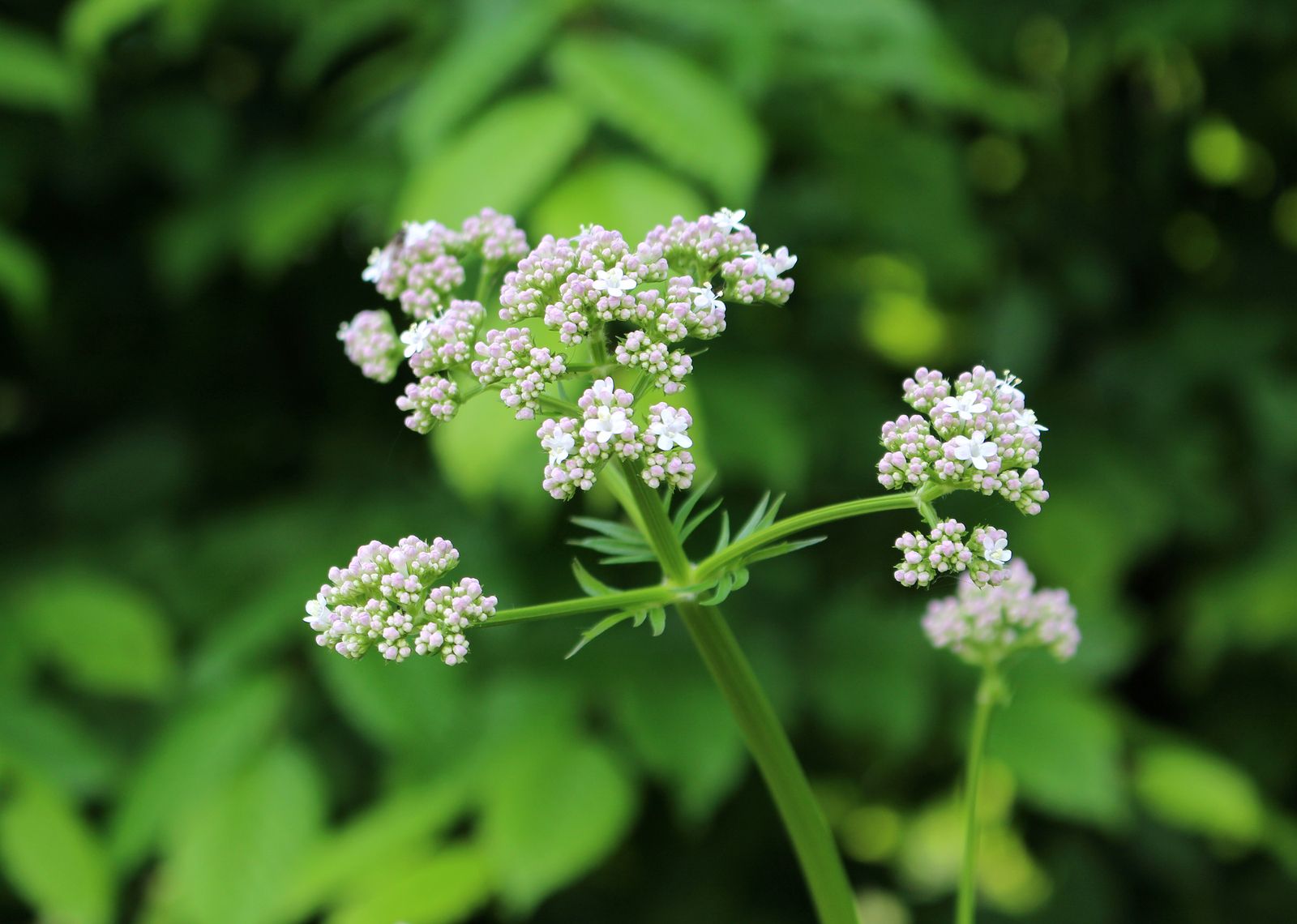 ¿Es la valeriana 100% inofensiva?