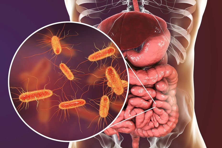 El envejecimiento del intestino podría tener un papel decisivo en la pérdida de memoria / Fuente: BigStock El envejecimiento del intestino podría tener un papel decisivo en la pérdida de memoria / Fuente: BigStock