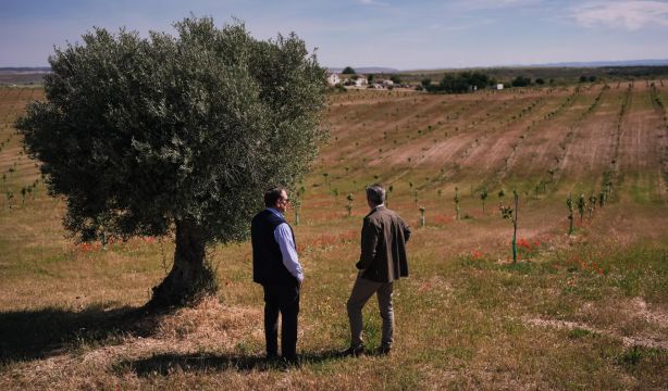 Carlos Novillo: "Estamos recuperando cultivos que estaban en retroceso en Madrid, como el olivar"