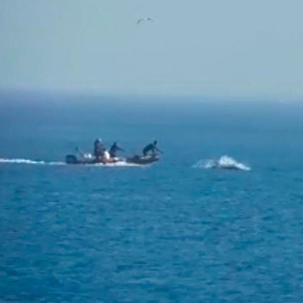Una ONG difunde un vídeo de una "persecución" de delfines en una playa de Valencia