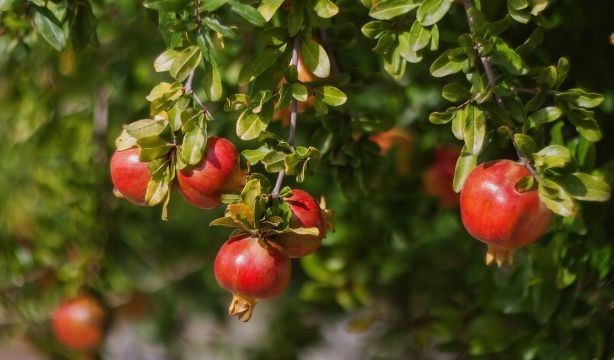 Identifican 16 plantas medicinales con potencial antidiabético (Fuente: BigStock)