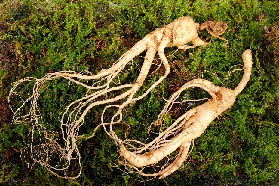 16 plantas ganan respaldo científico por su potencial antidiabético (Fuente: BigStock)