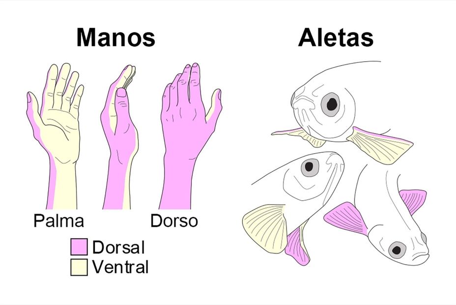 Descubren el origen de las diferencias entre el dorso y la palma de las extremidades en los peces (Fuente: Europapress) Descubren el origen de las diferencias entre el dorso y la palma de las extremidades en los peces (Fuente: Europapress)