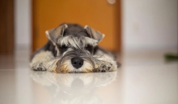 mascota mayores