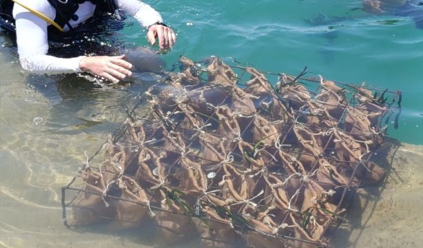Fundación Ibercaja apoya un proyecto para la regeneración de praderas marinas en el mar Mediterráneo