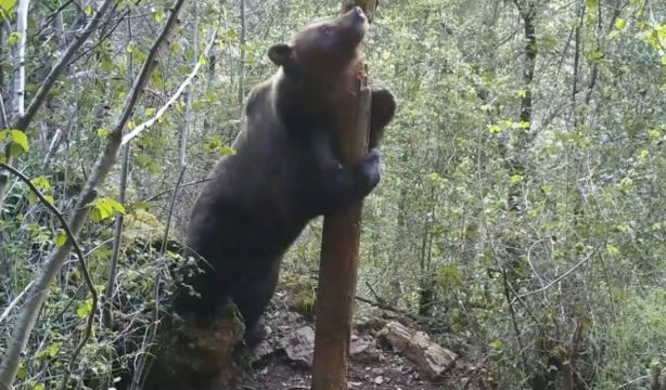 Descubren que algunos osos son capaces de mentir para parecer más grandes (Fuente: Europa Press)