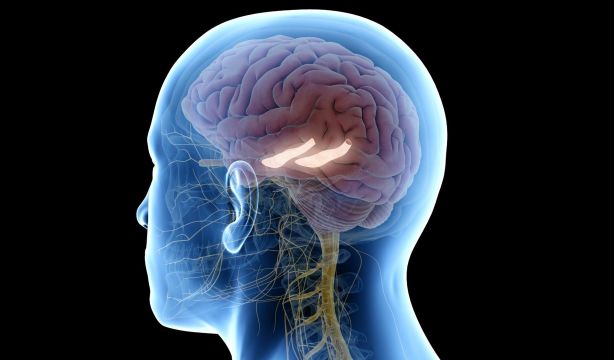 Un estudio revela el mecanismo que utiliza el cerebro ante la incertidumbre (Fuente: Europapress)