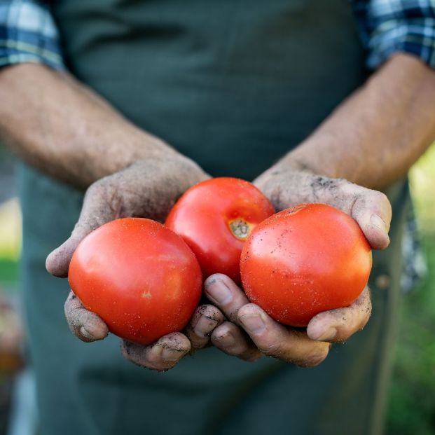 Alimentos ecológicos