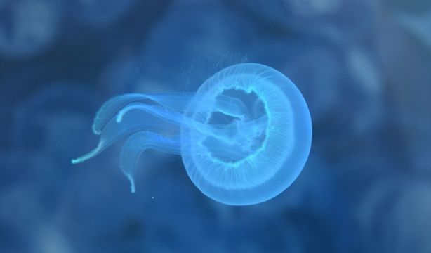 ¿Qué hacer si te pica una medusa? / Fuente: Europa Press