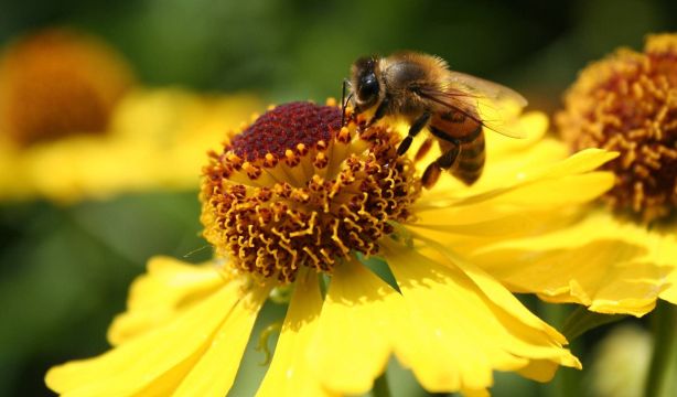 El cambio climático hace envejecer a las abejas más que la contaminación (Fuente: BigStock)
