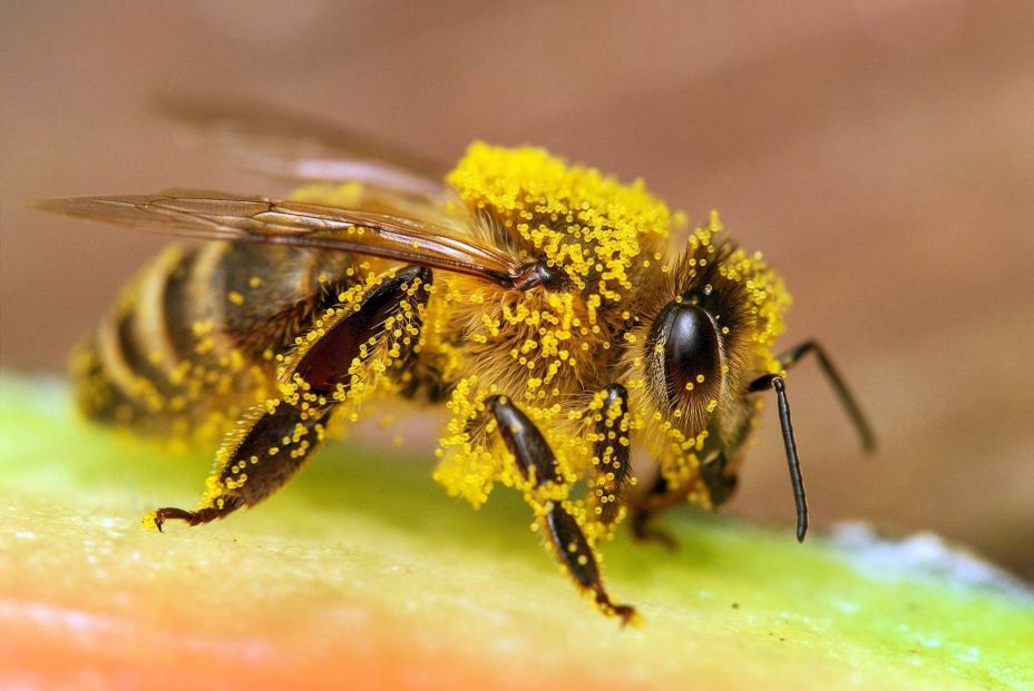 El cambio climático influye más en el envejecimiento de las abejas que la contaminación (Fuente:BigStock) El cambio climático influye más en el envejecimiento de las abejas que la contaminación (Fuente:BigStock)