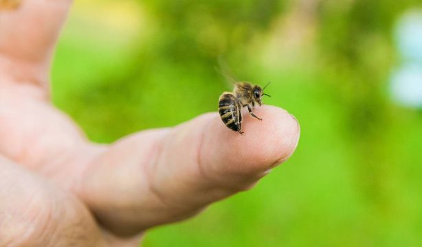 Picaduras de avispa: los síntomas que no debes pasar por alto (Fuente: BigStock)