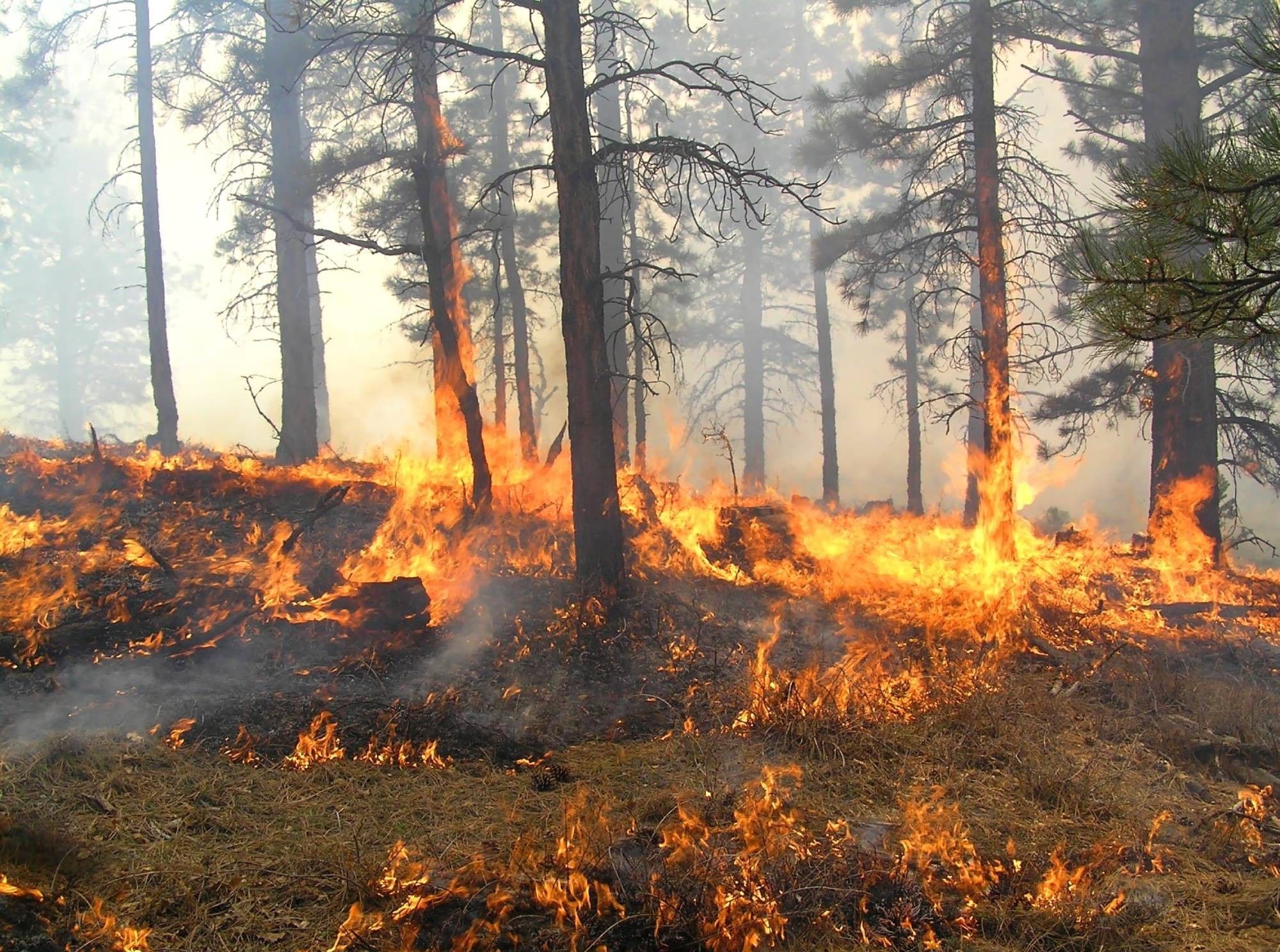 Los incendios pueden generar su propio clima: de tormentas eléctricas a remolinos de fuego (Fuente: BigStock)