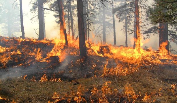 Los incendios pueden generar su propio clima: de tormentas eléctricas a remolinos de fuego (Fuente: BigStock)
