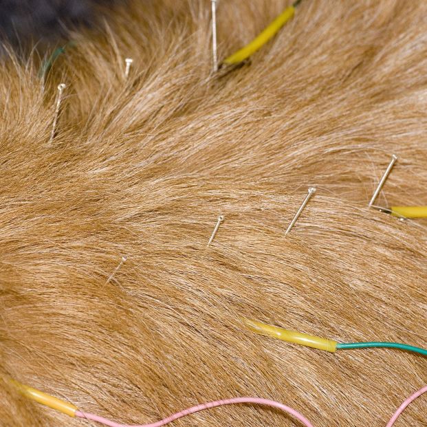 ¿Sabías que la acupuntura también puede mitigar el dolor de tu perro?
