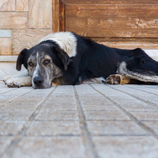 ¿Sabías que la acupuntura también puede mitigar el dolor de tu perro?