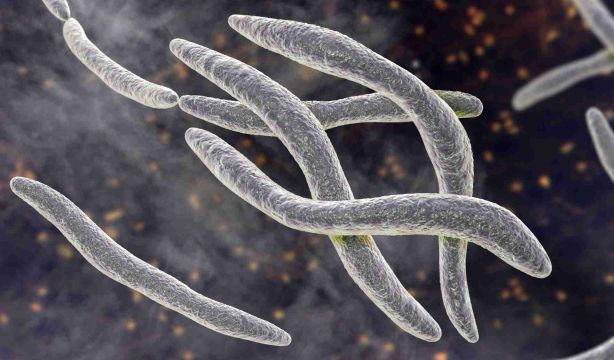 Una bacteria podría estar detrás del cáncer colorrectal más agresivo y con más riesgo de recaída