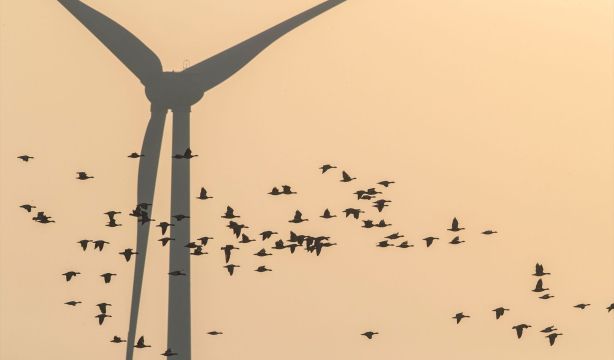 Desarrollan dos aplicaciones móviles para contar e identificar aves en España / Fuente: EuropaPress