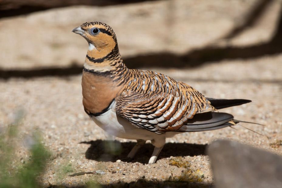 SEO/BirdLife desarrolla dos aplicaciones móviles para contar e identificar aves en España / Fuente: EuropaPress SEO/BirdLife desarrolla dos aplicaciones móviles para contar e identificar aves en España / Fuente: EuropaPress