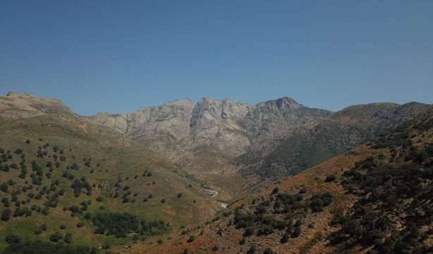 Gredos podría albergar un vestigio de una antigua sabana europea de hace 10.000 años