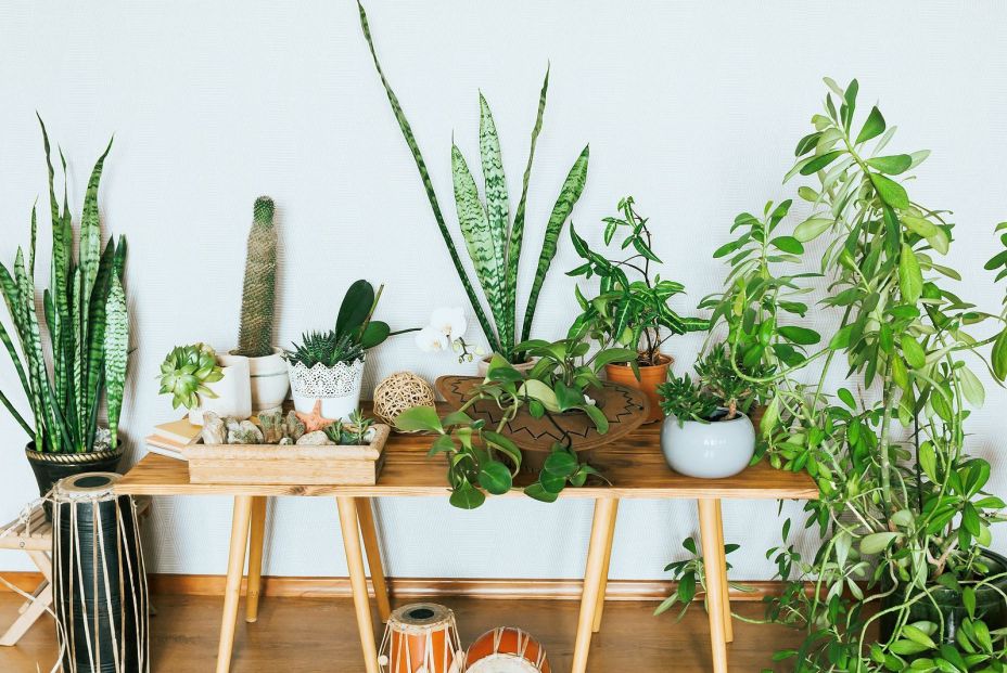 ¿Cómo cuidar tu jardín en agosto? ¿Cómo cuidar tu jardín en agosto?