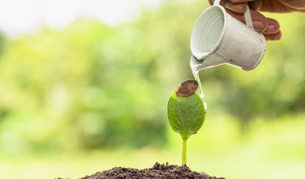 ¿Cómo cuidar tu jardín y plantas de interior en agosto?