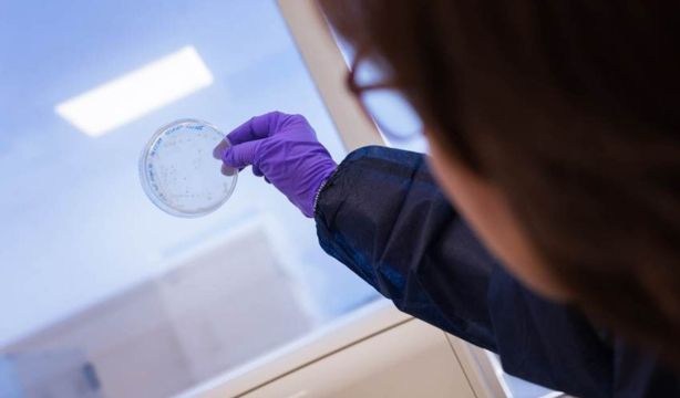Los anticuerpos monoclonales pueden actuar contra las bacterias cuando los antibióticos fallan / Fuente: EuropaPress