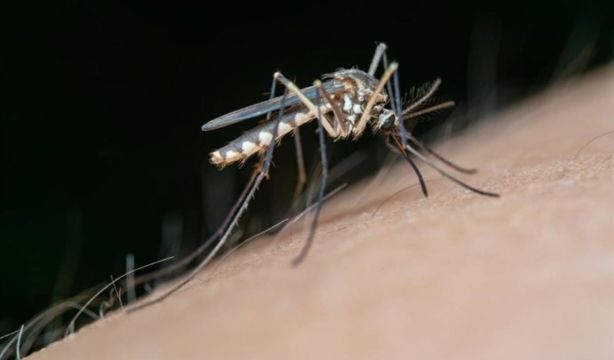Los mosquitos no pican a todos por igual: cada especie tiene sus preferencias