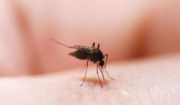 ¿Usas pulseras antimosquitos y aparatos de ultrasonidos? La OCU advierte que su eficacia es limitada ¿Usas pulseras antimosquitos y aparatos de ultrasonidos? La OCU advierte que su eficacia es limitada