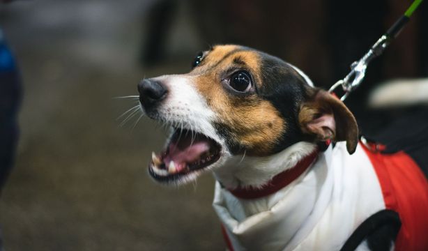 La Policía alerta de la estafa de las mascotas perdidas: usan IA para engañar a sus dueños