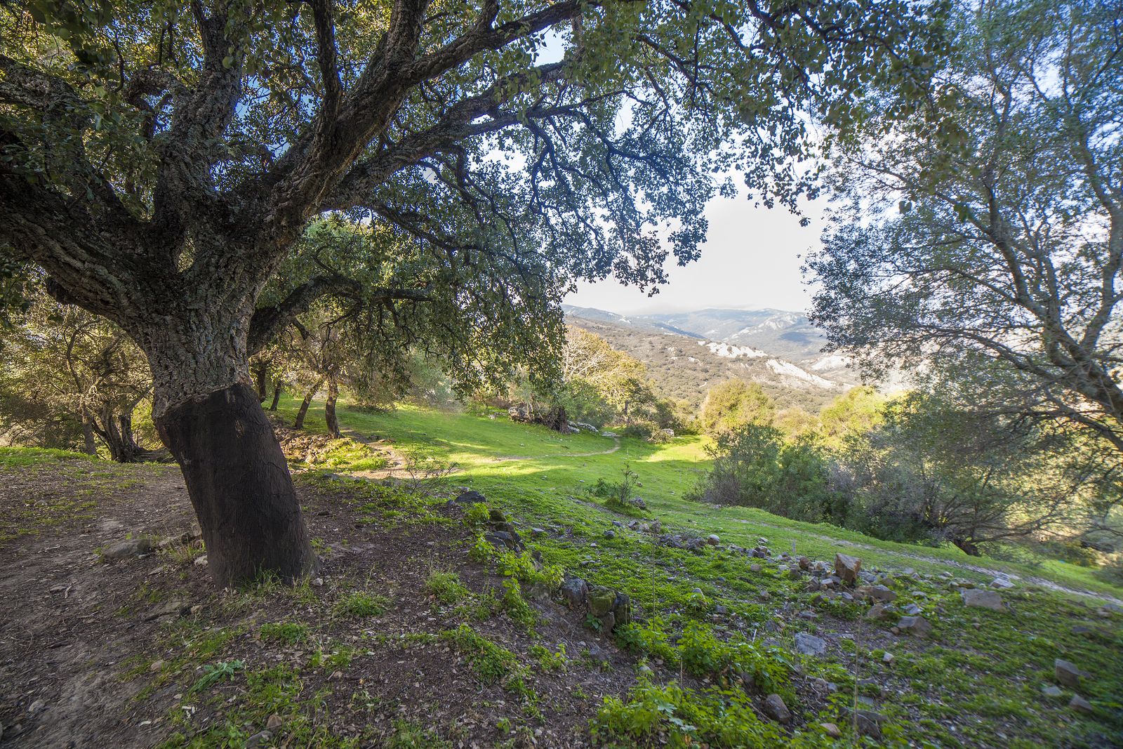 Parque Natural de los Alcornocales, en Cádiz