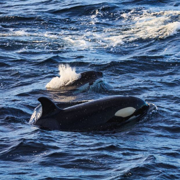 La magia se esconde en las islas noruegas de Lofoten