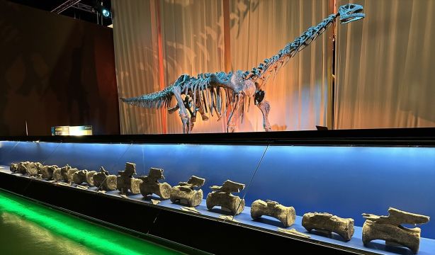 Hallado en Teruel el primer diplodocus fuera de Norteamérica