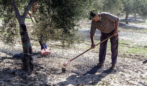El plan del Gobierno para el relevo generacional en el campo no da frutos: 9 meses sin soluciones. Foto: Bigstock