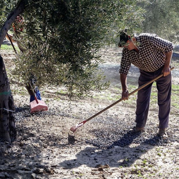 El plan del Gobierno para el relevo generacional en el campo no da frutos: 9 meses sin soluciones. Foto: Bigstock