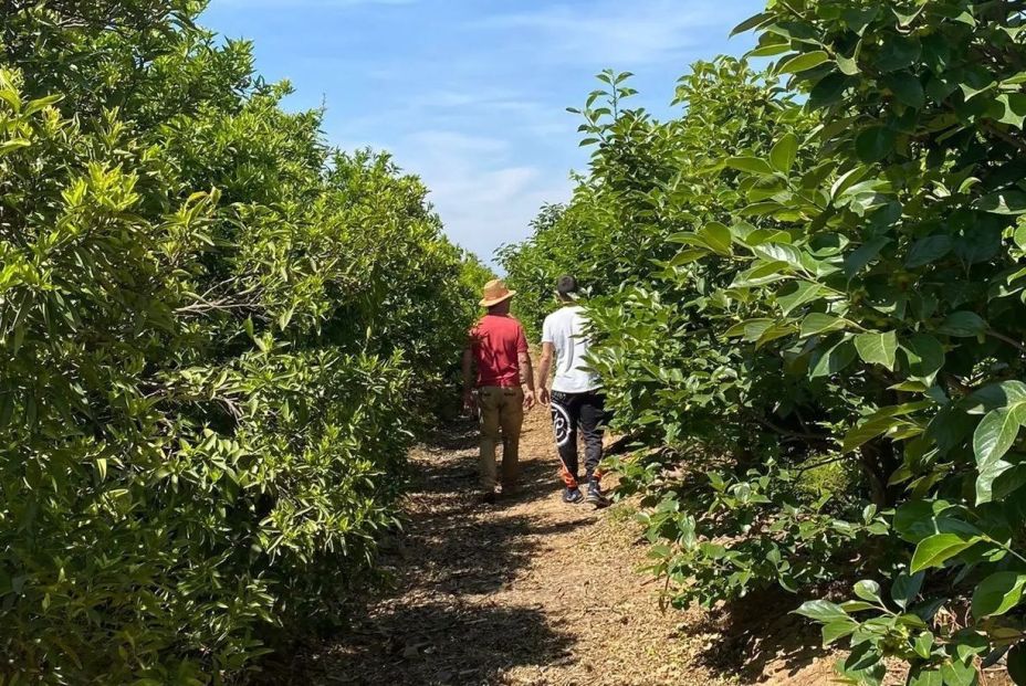 La tierra no basta para el relevo generacional en el campo: el plan del Gobierno se queda yermo La tierra no basta para el relevo generacional en el campo: el plan del Gobierno se queda yermo