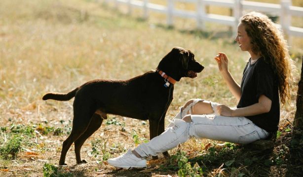 Las adopciones de perros y gatos caen a mínimos desde la pandemia (Fuente: EuropaPress)