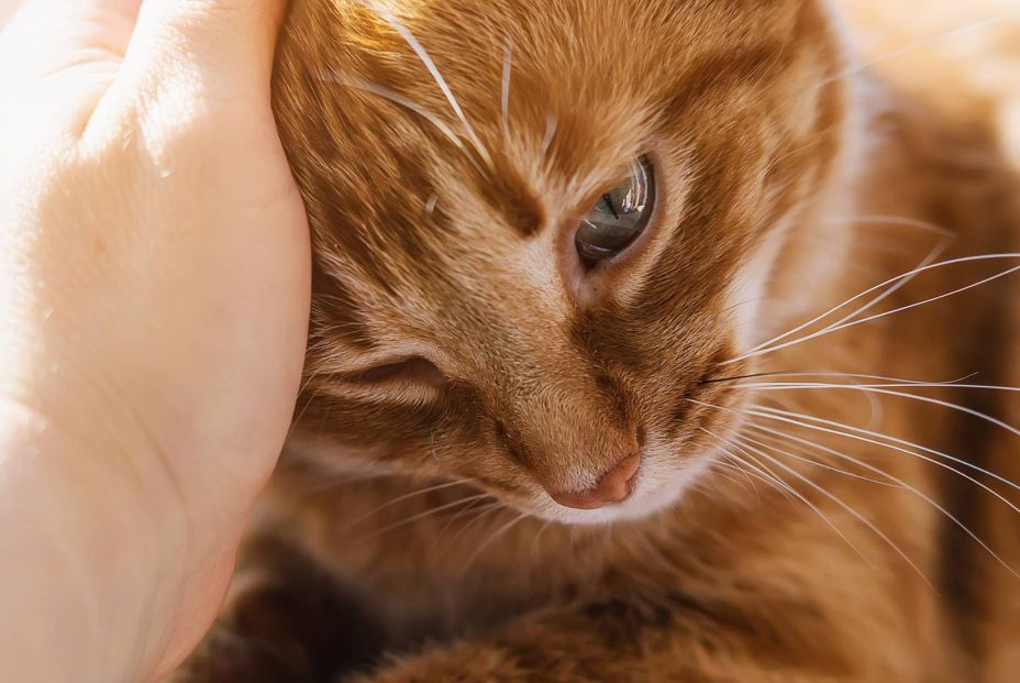 Las adopciones de perros y gatos caen a mínimos desde la pandemia (Fuente: BigStock)