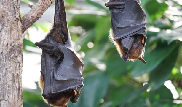 Resuelto el enigma: los murciélagos surgieron en Europa hace 65 millones de años