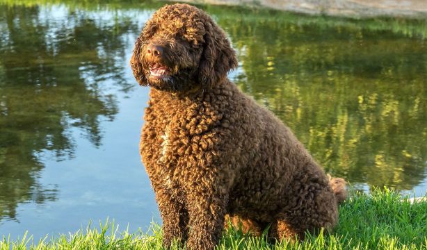 Los perros detectan palabras de una forma similar a los humanos (Fuente: BigStock)