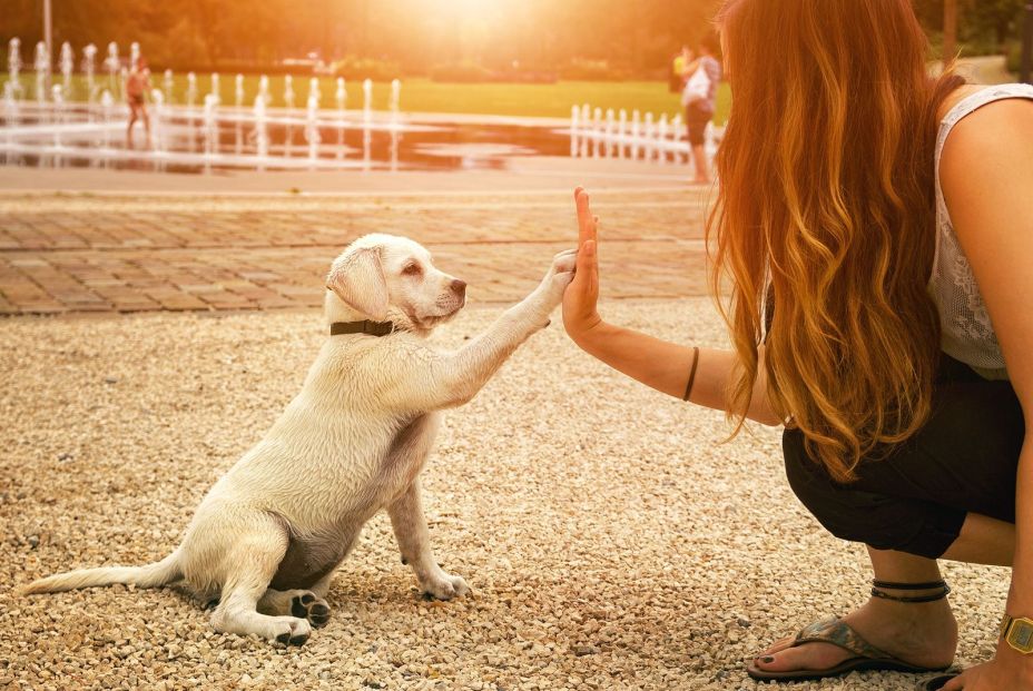 Los perros procesan el habla de una forma similar a los humanos (Fuente: BigStock)