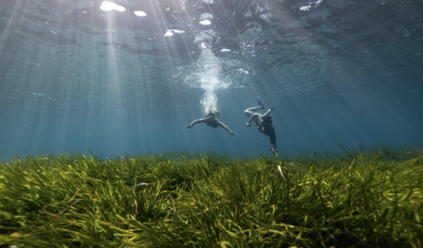 Asociación Vellmarí y la Bluewave Alliance plantan 100.000 haces de posidonia en las Islas Baleares