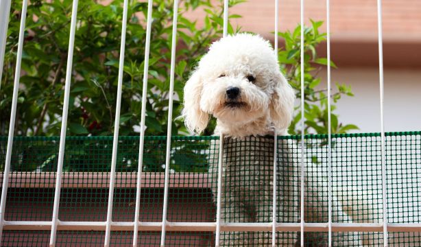 ¿Qué puedes hacer si el perro de un vecino ladra constantemente?