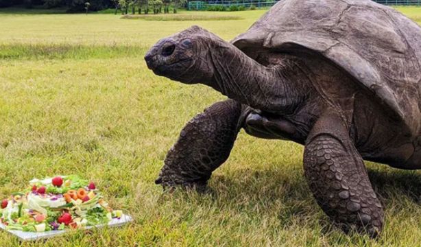 Jonathan, la tortuga de 194 años que esconde los secretos de la longevidad
