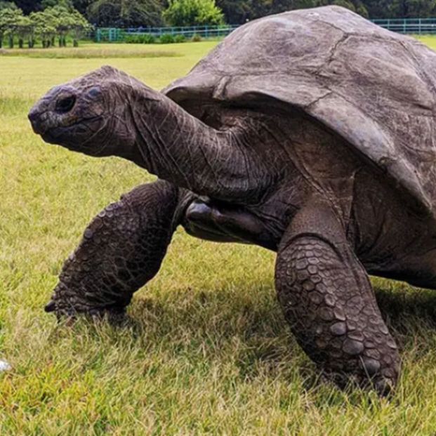 Jonathan, la tortuga de 194 años que esconde los secretos de la longevidad
