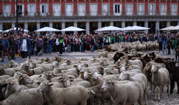 Las ovejas vuelven a tomar Madrid, aunque la acampada de Sol puede cambiar el recorrido