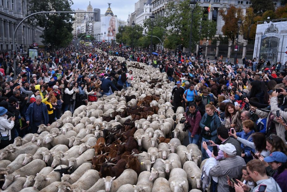 La acampada por la vivienda podría trasladar el rebaño de la Fiesta de la Trashumancia a la Plaza Mayor, en lugar de la Plaza de Cibeles, para evitar la Puerta del Sol, ha avanzado el delegado de Urbanismo, Medio Ambiente y Movilidad, Borja Carabante, desde los trabajos de soterramiento en la A-5."Ya estamos viendo itinerarios alternativos como consecuencia de esa ocupación que se mantiene en la Puerta del Sol, por la que no se va a poder transitar y, por tanto, muy posiblemente las ovejas saldrán de Casa de Campo, llegarán hasta la calle Bailén, Mayor y en torno a la Plaza Mayor se celebrará el acto que normalmente se celebra en Cibeles si no es posible transitar por Sol", ha detallado Carabante.La acampada por la vivienda marcará el paso de las ovejas en la Fiesta de la Trashumancia, que se celebrará el próximo 25 de octubre, para la que el Ayuntamiento de Madrid trabaja en un plan b con cambio de itinerario.Mientras el Gobierno municipal, con José Luis Martínez-Almeida a la cabeza sigue reclamando al delegado del Gobierno, Francisco Martín, el levantamiento de la acampada. Almeida tiene claro que "no hay excusa ya para mantener la acampada de Sol", una vez que los promotores, el Sindicato de Inquilinas, "ya no están" y cuando "las reivindicaciones que hacen en Sol ya no tienen nada que ver o muy poco con la vivienda". La acampada por la vivienda podría trasladar el rebaño de la Fiesta de la Trashumancia a la Plaza Mayor, en lugar de la Plaza de Cibeles, para evitar la Puerta del Sol, ha avanzado el delegado de Urbanismo, Medio Ambiente y Movilidad, Borja Carabante, desde los trabajos de soterramiento en la A-5."Ya estamos viendo itinerarios alternativos como consecuencia de esa ocupación que se mantiene en la Puerta del Sol, por la que no se va a poder transitar y, por tanto, muy posiblemente las ovejas saldrán de Casa de Campo, llegarán hasta la calle Bailén, Mayor y en torno a la Plaza Mayor se celebrará el acto que normalmente se celebra en Cibeles si no es posible transitar por Sol", ha detallado Carabante.La acampada por la vivienda marcará el paso de las ovejas en la Fiesta de la Trashumancia, que se celebrará el próximo 25 de octubre, para la que el Ayuntamiento de Madrid trabaja en un plan b con cambio de itinerario.Mientras el Gobierno municipal, con José Luis Martínez-Almeida a la cabeza sigue reclamando al delegado del Gobierno, Francisco Martín, el levantamiento de la acampada. Almeida tiene claro que "no hay excusa ya para mantener la acampada de Sol", una vez que los promotores, el Sindicato de Inquilinas, "ya no están" y cuando "las reivindicaciones que hacen en Sol ya no tienen nada que ver o muy poco con la vivienda".