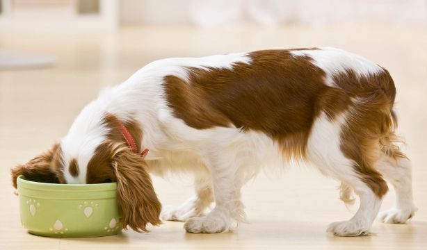 Estos son los alimentos del supermercado aptos para perros que recomienda una veterinaria