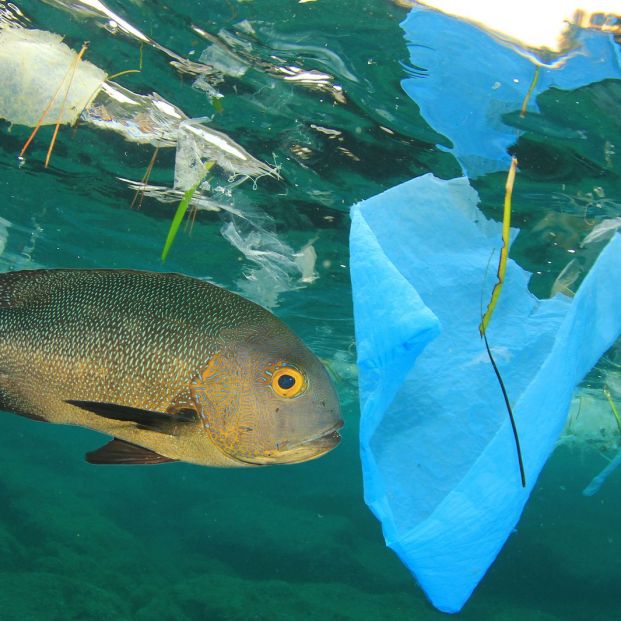 mercurio en el pescado por la contaminación en mares y océanos